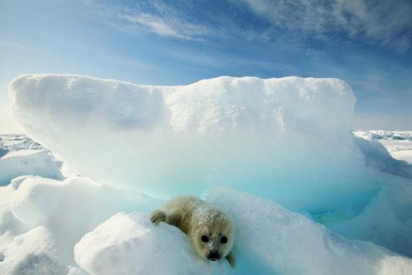 یخی برای خرس های قطبی و فک ها باقی نمی ماند