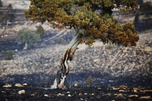 آتش عدم تخصیص اعتبارات لازم بر جان جنگل های گلستان